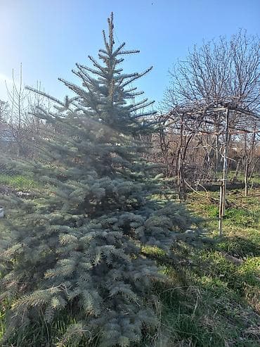 тулпар лес: Иссык кульские голубые ели,высота 2,9-3 метра — 5