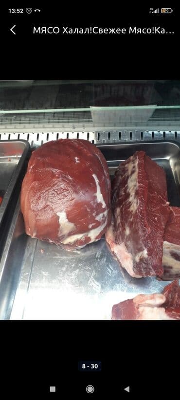 араба тачка: Птица — 10