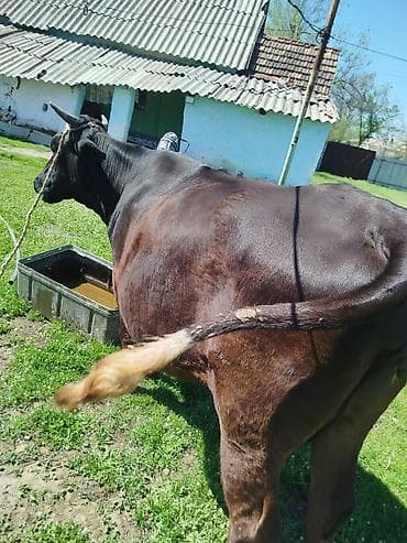 дойные корова: Продаю | Корова (самка) | Для молока | Стельные — 1