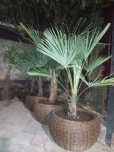 пальма дипсис купить: Пальмы высота 170 см., в кашпо с утеплителем — 1