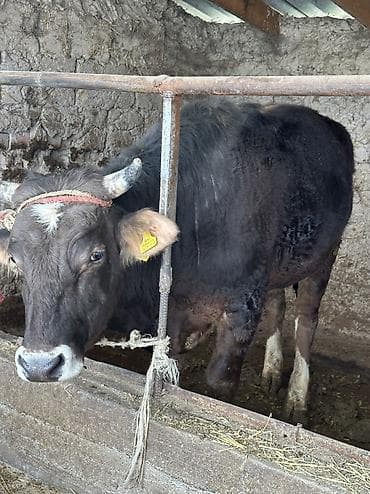 бык бука: Продаю | Бык (самец) — 1