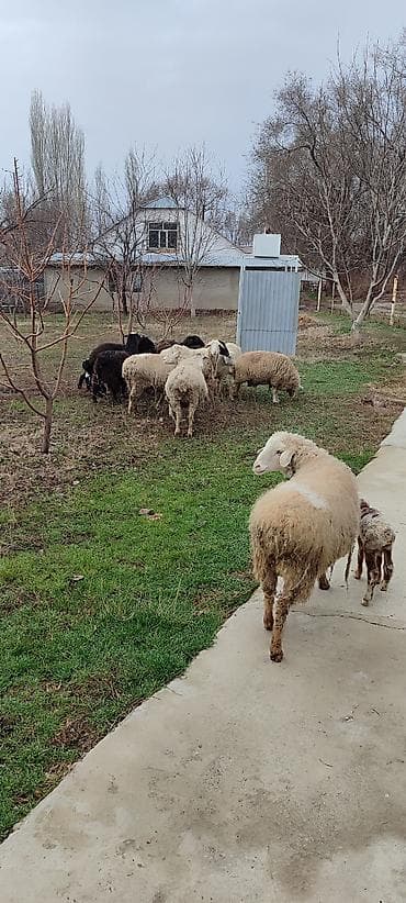 парода бука: Продаю | Овца (самка) | Полукровка | Для разведения | Матка — 7