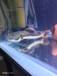 продаю связи с переездом: Отдам краснохвостого сома, примерно 30-35см, активный, апетит хороший — 2