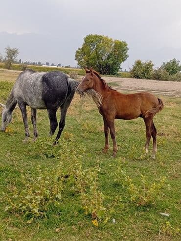 купить охотничью собаку: Продаю | Жеребенок — 8