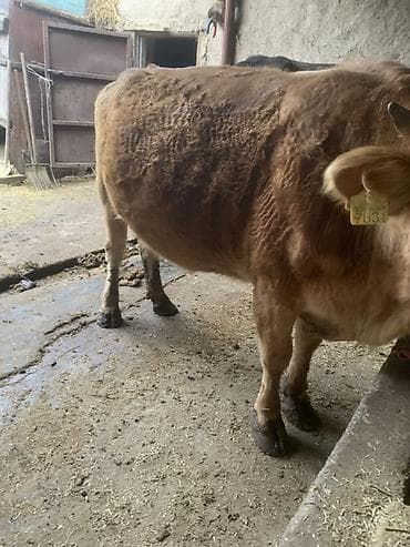 мышык сатам: Сатам | Уй (ургаачы) | Көбөйтүү үчүн | Байланган — 4