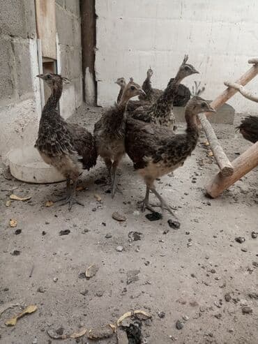 Кошки: Продаю подростков индийских павлинят — 3