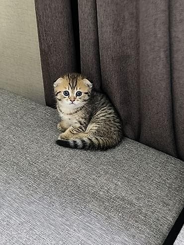 кошка токмок: Скотиш Страйт (Шотландиялык тик кулактуу), 1 айлык, Ургаачы, Курттардан тазаланган — 4