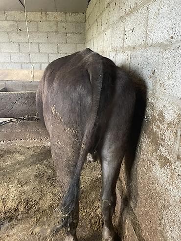 кошки на обувь: Продаю | Тёлка | Швицкая | На забой, Для молока — 3