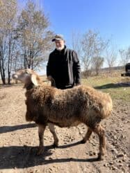 кролик декоративный: Продаю | Баран (самец) | Арашан | Для разведения | Племенные, Осеменитель — 2