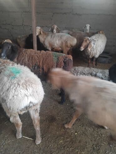 продажа домашних животных: Продаю | Овца (самка) | Для разведения | Матка — 9