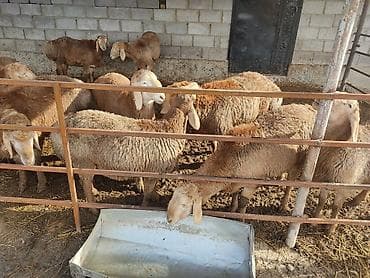 Продаю | Баран (самец) | Арашан | Для разведения | Племенные