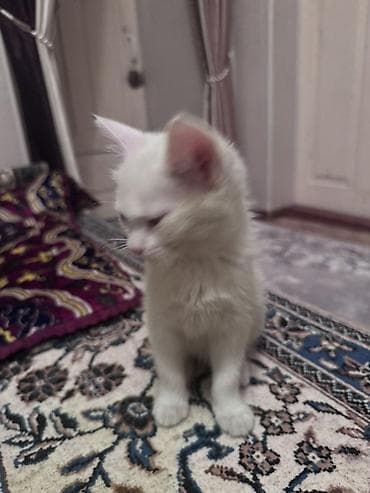 Вязка кошек: 3 месяца, Девочка, Белый — 1