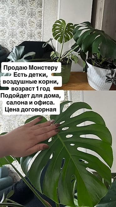 Монстера деликатесная (Monstera deliciosa), возраст около 1 года. Куст