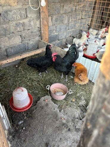 продаю домашние куры: Продаю | Куры | Домашняя | Для разведения — 4
