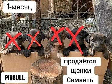 Питбуль — щенки Саманты - Возраст: 1 месяц (указано на фото) - at lalafo.kg Питбуль — щенки Саманты - Возраст: 1 месяц (указано на фото) -