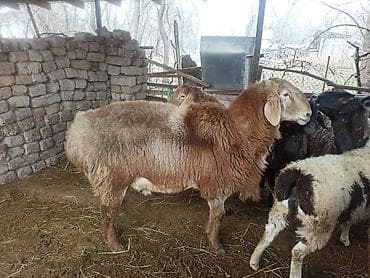 Продаю | Баран (самец) | Арашан at lalafo.kg Продаю | Баран (самец) | Арашан