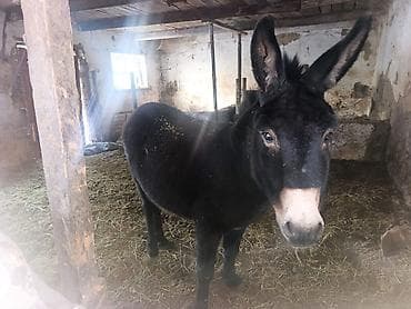 купить осла живого: Осёл (домашний, темно‑бурой масти) - Крепкое телосложение, высокий — 1