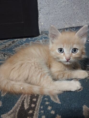 продажа домашних животных: Котята домашних окрасов - Возраст: примерно 1,5–3 месяца (на фото — 6