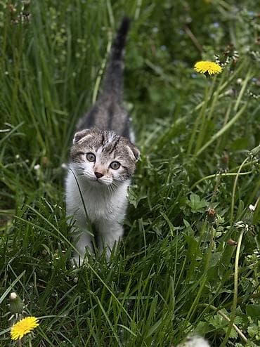 Үй жаныбарлары: Котята шотландской породы скоттиш фолд и скоттиш страйт Приучены к — 1