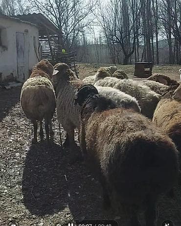 кошка каракол: Сатам | Ургаачы кой (ургаачы) | Көбөйтүү үчүн | Ургаачы — 2