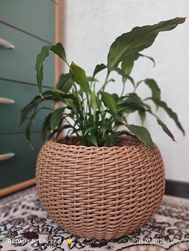 сумки яндекс доставка: Плетёные кашпо-шары для комнатных растений - Форма: округлая (шар) — 3