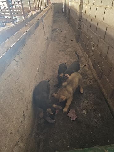 Немецкая овчарка, 3 месяца, Самка, С прививкой