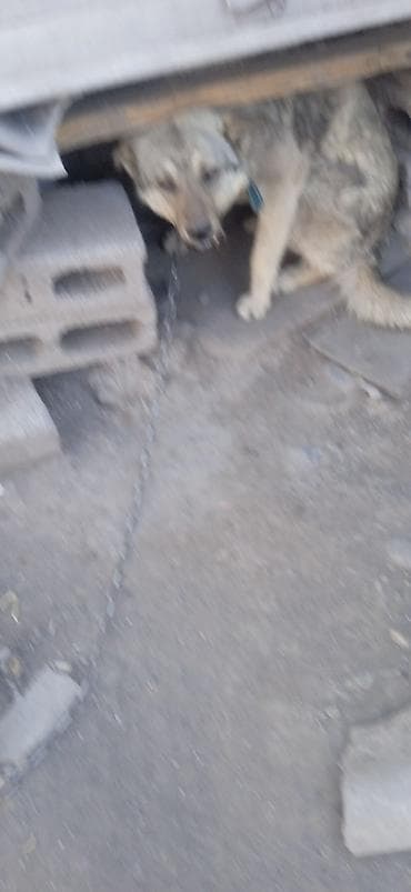 купить собаку фокстерьер: Собака среднего размера, на цепи. Окрас серо-палевый с темным — 6