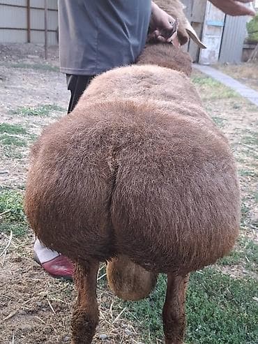 Ветеринар кызматы: Сатам | Кочкор (эркек) | Көбөйтүү үчүн — 2