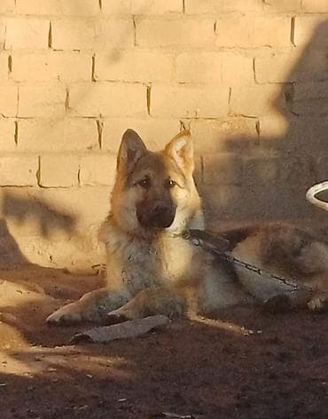 отдам животных в хорошие руки: Собака даром: Овчарка, 10 месяцев, Самка — 1