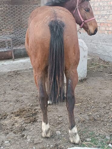 в добрые руки собаку: Продаю | Жеребец | Конный спорт | Племенные — 3