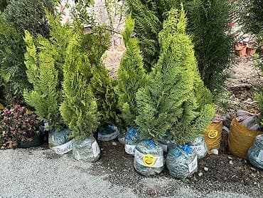 туя голубая ёлка: Туя (саженцы с комом земли) - Вечнозелёные декоративные хвойные для — 1