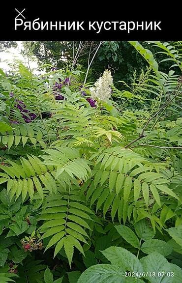 самшиты круглые: Кустарники: Дейция Гортензия, Пироката красные ягоды, Арунас — 7