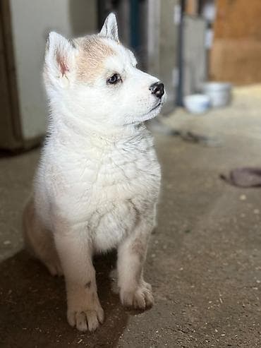 собаки овчарка: Хаски, 1 месяц, Самка — 3