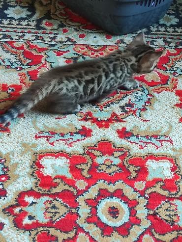 котята: Бенгальские котята, маму привезли из Италии. Особенности: - Окрас — 4