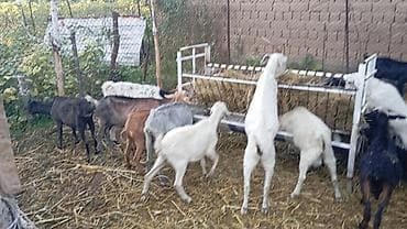 Животные: Продаю | Коза (самка), Козёл (самец), Козлёнок | Полукровка, Зааненская | На забой, Для разведения, Для молока | Племенные — 1