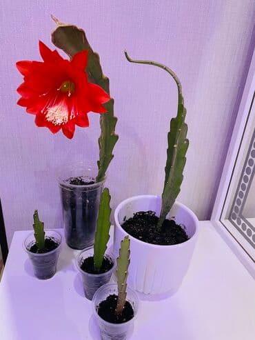 тачку садовую купить: Детки есть и большие цветы.пересадки не требуется, грунт идеальный в — 4