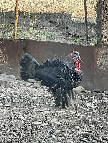 жапалак птица: Сатам | Эркек күрп | Кара ханзаада | Көбөйтүү үчүн | Асыл тукумдуу — 4