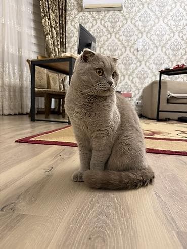 вислоухий шотландец: Скотиш Фолд (Шотландская вислоухая), 2 года, Мальчик, Серый — 2