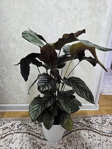 сансевиерия зеленая: Сансевиерия (Sansevieria, «щучий хвост») в горшке. Описание: - — 7