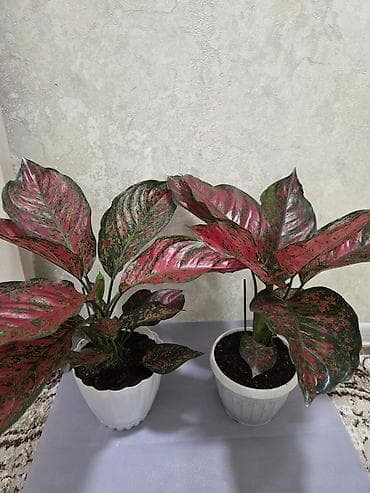 стар: Антуриум Андре — комнатное цветущее растение с глянцевыми — 6