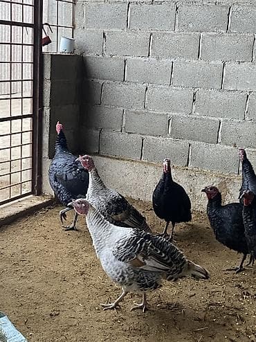 полукров тай: 1 индюк 6 индюшек Индюк и 4 индюшки порода черный принц Двое индюшек — 3