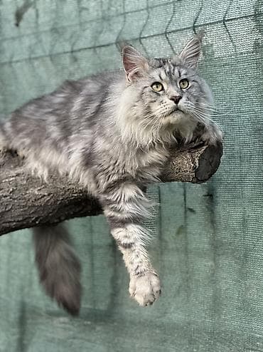кошки маин кун: В нашем питомнике Elsonite подрастают невероятные котята Мейн Кун — — 10