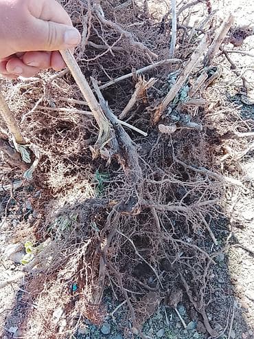 спортивный костюм м: Корни и пни кустарника/невысоких деревьев с разветвлённой корневой — 1