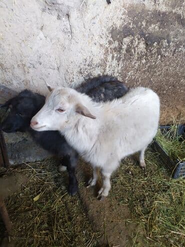 йоркширский терьер мини цена: Продаю | Козлёнок | Для разведения — 2