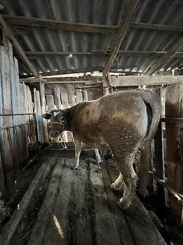 корова обмен: Продаю | Корова (самка) | Полукровка | На откорм | Привязанные — 2