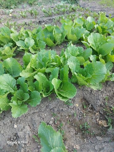 продается дом баят: 14 соток, Для бизнеса, Красная книга — 3