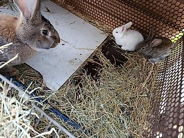 canada goose: Продаю | Крольчата | Фландр | Для разведения — 2