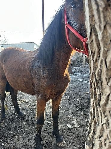 дончак продажа: Продаю | Кобыла (самка) | Дончак | Мерин — 4