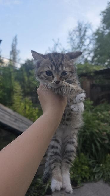 грызуны домашние: Кошка даром: Беспородная, 3 месяца, Девочка, Приучена к лотку — 7