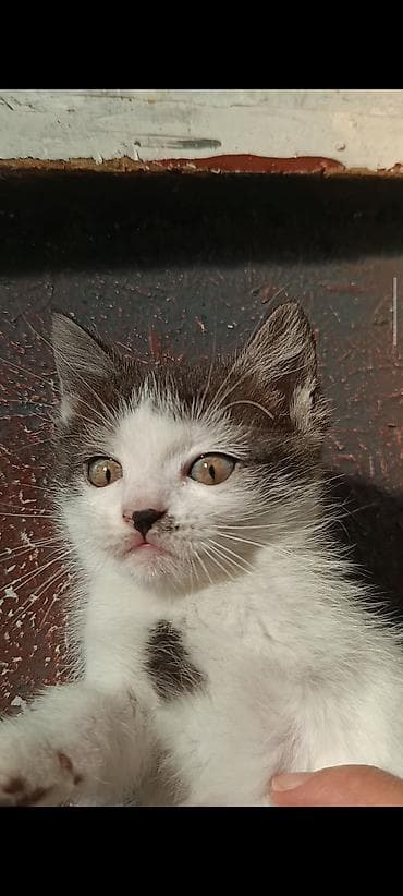 шотландская кошка прямоухая: Скотиш Страйт (Шотландская прямоухая), 2 месяца, Девочка, Биколор, С документами, Метис, Приучена к лотку — 2